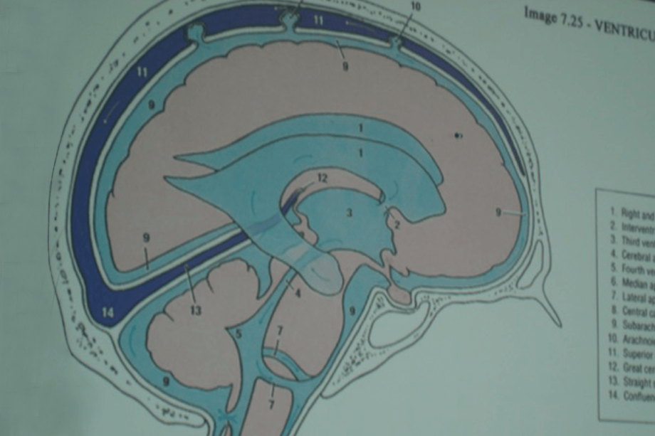 biodynamic craniosacral therapy