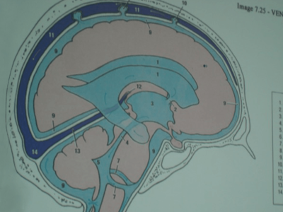 biodynamic craniosacral therapy